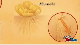 Life cycle of mosquito Mansonia [upl. by Eilasor]