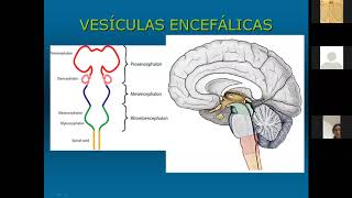 30072020  CONVERSANDO COM O 1o ANO MÃ‰DICO UERJ NA PANDEMIA NEUROANATOMIA  DIENCÃŠFALO [upl. by Dupaix]