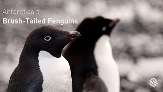 Benedict Cumberbatch Declares War on Penguins  MTV After Hours [upl. by Greenleaf]