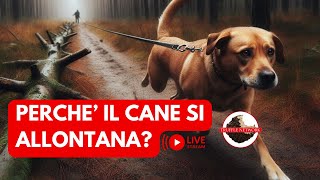 Perchè il mio cane si allontana e si distrae [upl. by Giuseppe563]