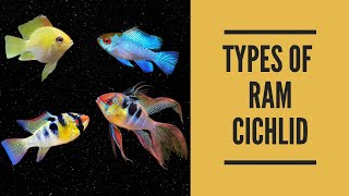 TYPES OF RAM CICHLID [upl. by Hrutkay]