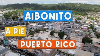 CALOR CAFE Y FLORES EN AIBONITO A Pie 4K [upl. by Llemhar230]