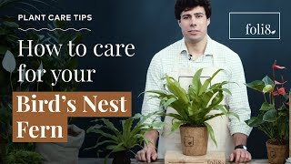 Birds Nest Fern Plant Care Tips🌿 Asplenium antiquum  foli8 [upl. by Dust]