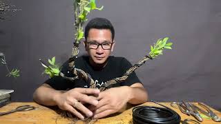 Vlog 05 Part 2 Fusing of Ficus Microcarpa  Bonsai Techniques [upl. by Dorri]