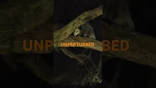 UNPERTURBED [upl. by Hailat]