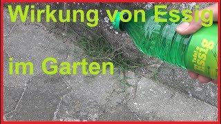 So wirkt Essig im Garten auf Unkraut Das passiert wenn du im Garten Essig benutzt [upl. by Cleland]