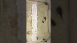 Triops mauritanicus swimming [upl. by Eilema491]