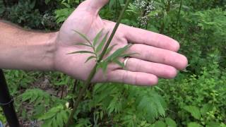 Garden Valerian Valeriana officinalis A listed invasive plant in Wisconsin [upl. by Eimaj311]