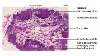 Lymphoid tissue  Histology lymph node spleen thymus tonsil [upl. by Okemak807]