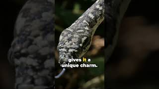 one of the longest snakes in the world python animal australia [upl. by Kermy]