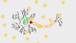 Anatomy amp Physiology Action Potentials amp Axonal Transmission [upl. by Barris]