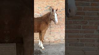 HACIENDA LA CANTERA Un Tesoro Escondido en Jalisco 🇲🇽 Hacienda La Cantera A Hiddenshorts [upl. by Devitt]