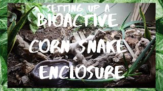 BIOACTIVE Corn Snake Enclosure Build [upl. by Yrogiarc]