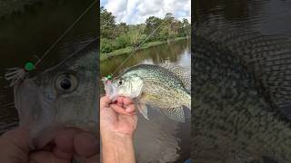 September Slabs Deep In The Atchafalaya Basin kfredfloatpopper kfredspinningreel kfredjigs kfred [upl. by Ad622]