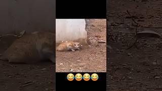 Bhojpuri gali 🤣🤣funny funnycomedy trending [upl. by Ardnatal]