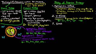 Protein Structure Part 4 of 4  Tertiary Structure  Fibrous and Globular Proteins [upl. by Fons]