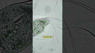 Paramecium é brutalmente consumido após ataque de um Dileptus microorganismos microbiologia [upl. by Asselim]