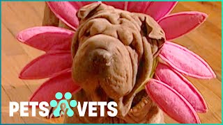 Shar Pei Lives The Life Of A Supermodel  Dogs with Jobs [upl. by Saw]