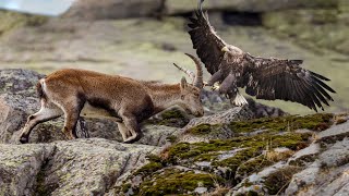 How Eagle Attack Mountain Goat [upl. by Eigroeg829]