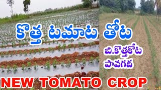 NEW TOMATO CROP BKOTHAKOTA AND PAVAGADA [upl. by Ynetsed]