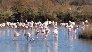 Flamants roses Pont de Gau Camargue les Saintes Maries de la mer janvier 2020 [upl. by Niveb372]