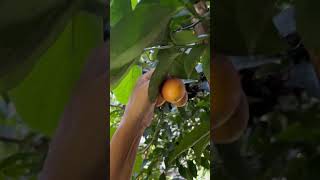 Tamarillo harvest nature relaxing harvest shortsviral myyoutubefamily tamarillo garden [upl. by Gorey]