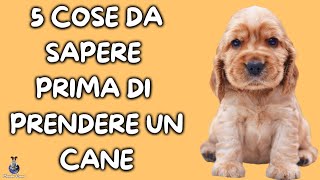 5 Cose Da Sapere Prima Di Prendere Un Cane [upl. by Sayers]