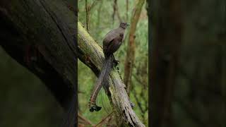 Lyrebird 3 birds wildlife birdsong [upl. by Sackman400]