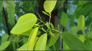 Autonomic variation movement in Desmodium gyrans Indian Telegram Plant leaves [upl. by Einniw]