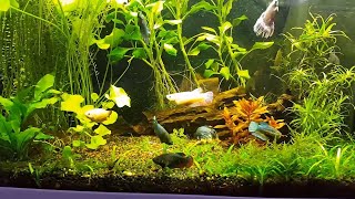 It works 2 Male 8 Female Betta Splendens together in a 17 Gallon Aquarium [upl. by Casady]