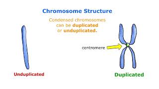 Chromosomes  Duplicated VS Unduplicated [upl. by Rugg]