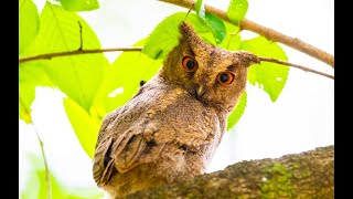 큰소쩍새 Indian Scops Owl [upl. by Lekcar523]