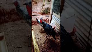 Gorgoteo del pavo 🦃  VloG FAMILiAx8 🫶 [upl. by Ailil]