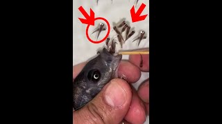 Kadango cichlid fish giving birth 😍🐬👍🙏 fish fishingvideo [upl. by Hartzell986]