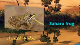 Sahara frog ضفدع الصحراء [upl. by Ailuig]