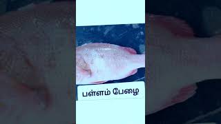 codfish fishing seafood food fish fishseafood travel seafoods seafoodrecipes cooking [upl. by Anirbus]