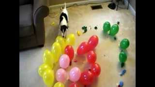 DOG vs BALLOONS V SPIRAL OF DEATH [upl. by Euqram]