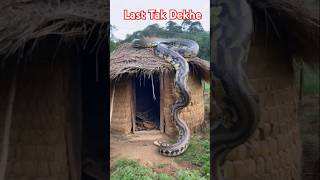 Ajgar Snake Video 🐍 [upl. by Bohun]