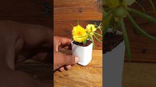 Lets grow Portulaca in waste bottle garden ideas garden shortvideo viralvideo [upl. by Kelula]