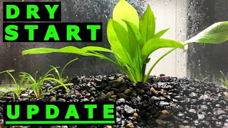 DRY START METHOD AQUARIUM  DIRTED TANK  ONE MONTH UPDATE [upl. by Adlanor]