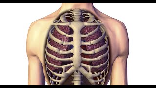 Respiratory module 1 Thoracic cage  part 1 by DrWahdan [upl. by Morita63]