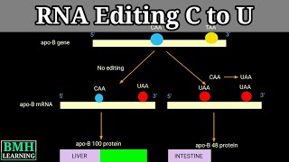 RNA Editing By Nucleotide Substitution  RNA Editing By Deamination  C To U RNA Editing [upl. by Aliahkim]