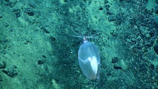 Quirky Piglet Squid in Hawaiian Waters  Nautilus Live [upl. by Aiynat]