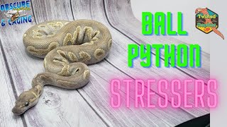 Ball Python STRESS How to ID a Stressed Snake [upl. by Nahrut441]