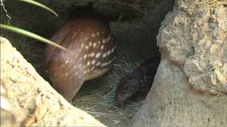 Baby Paca at the Safari Park [upl. by Nimzzaj]