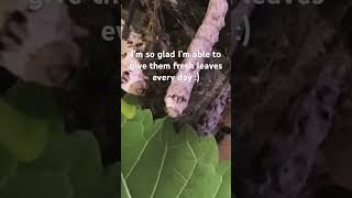 Worm footage silkworm farming [upl. by Yaj]