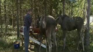 Old man in Sweden with two pet moose [upl. by Eeznyl]