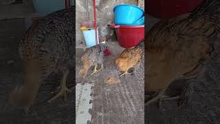 Mis gallinitas jugando [upl. by Gaylord]