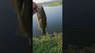 dinky dink bassfishing fishing fishingvideo youtubeshorts shorts subscribe largemouthbass 4k [upl. by Nodnarb929]