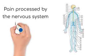 YouTube Pathophysiology Pain [upl. by Persis]